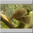 Hypena proboscidalis - Nesselschnabeleule 04.jpg